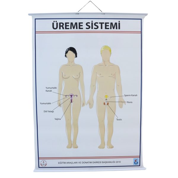 ÜREME SİSTEMİ LEVHASI (70X100 CM)