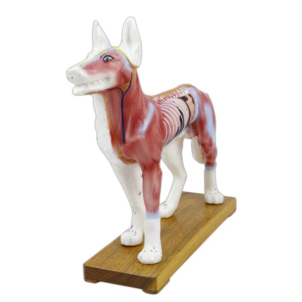 KÖPEK MODELİ