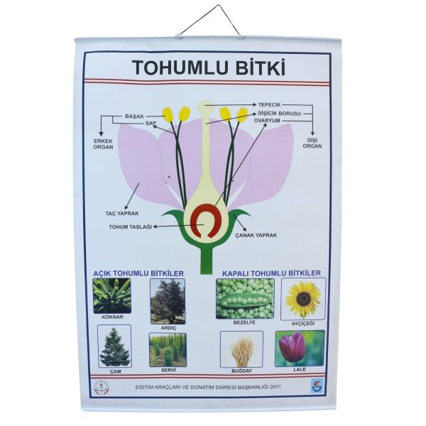 TOHUMLU BİTKİLER LEVHASI