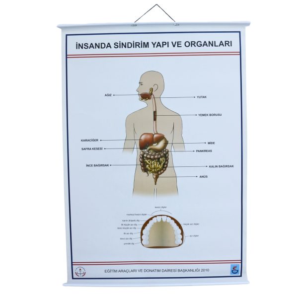İNSANDA SİNDİRİM VE YAPI ORGANLARI
