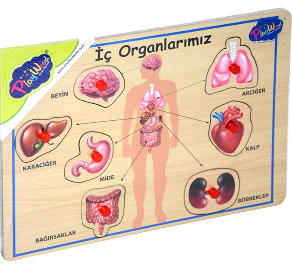 Ahşap Tutmalı Organlar 2