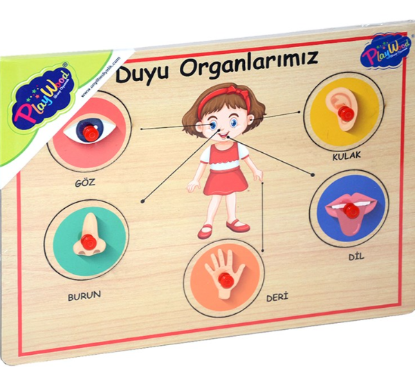 Ahşap Tutmalı Organlar