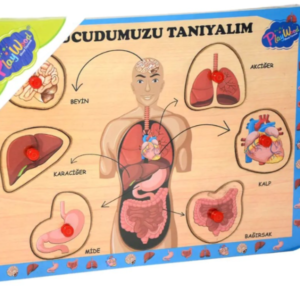Ahşap Vücudumuzu Tanıyalım
